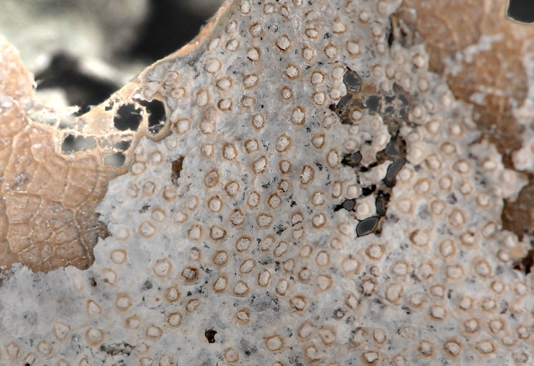 Non  ho idea cosa sia?